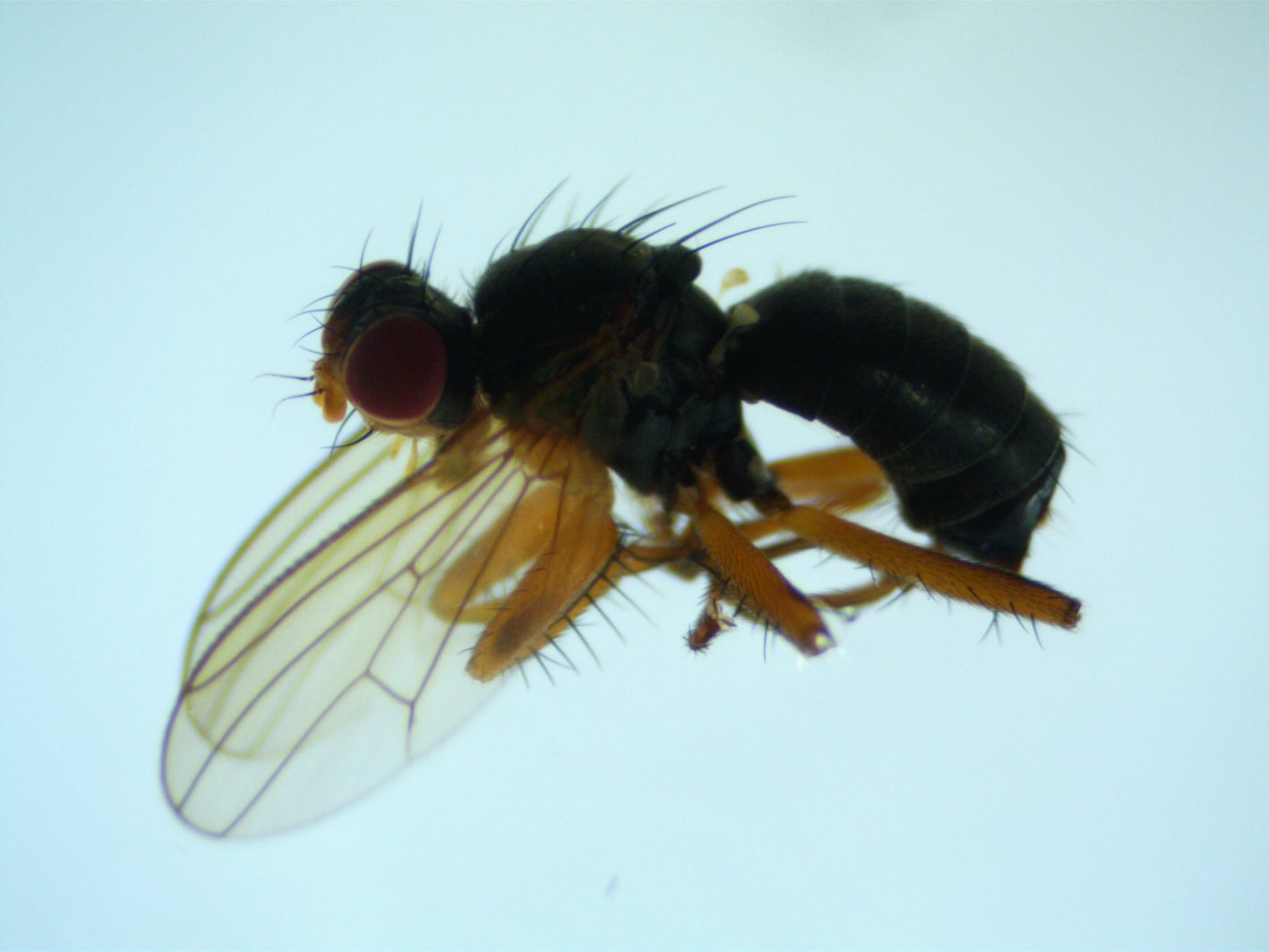 Scathophagidae: Norellisoma flavicorne (female) (1)