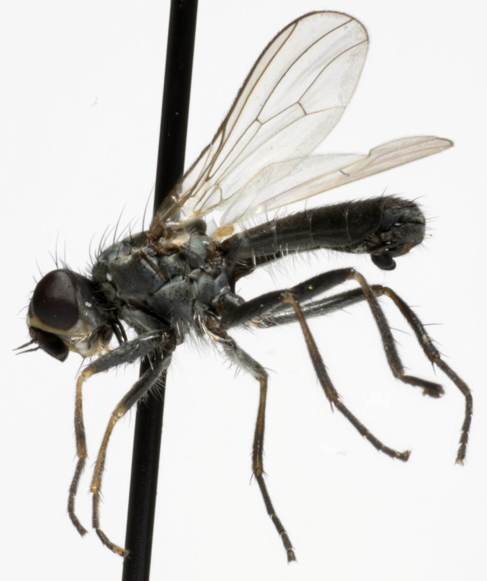 Scathophagidae: Nanna tibiella (male) (1)