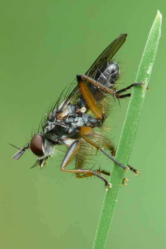 Scathophagidae: Cleigastra apicalis (2)