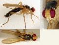 Cordilura (Cordilurina) albipes (female) (3)