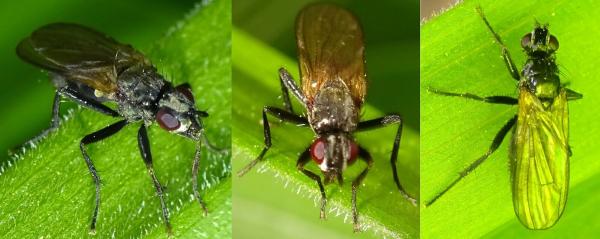 Click to view full image cordilura_atrata_5.jpg