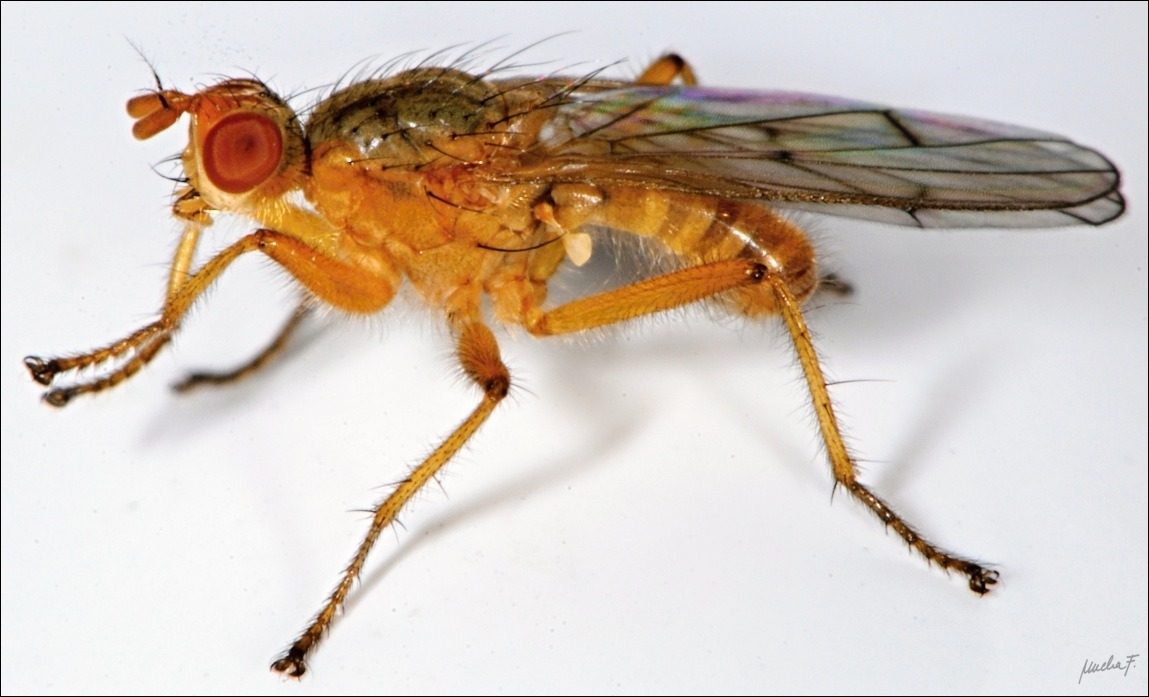 Scathophagidae: Scathophaga suilla (male) (3)