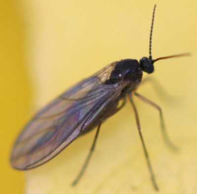 Sciaridae: Sciaridae (female) (1)
