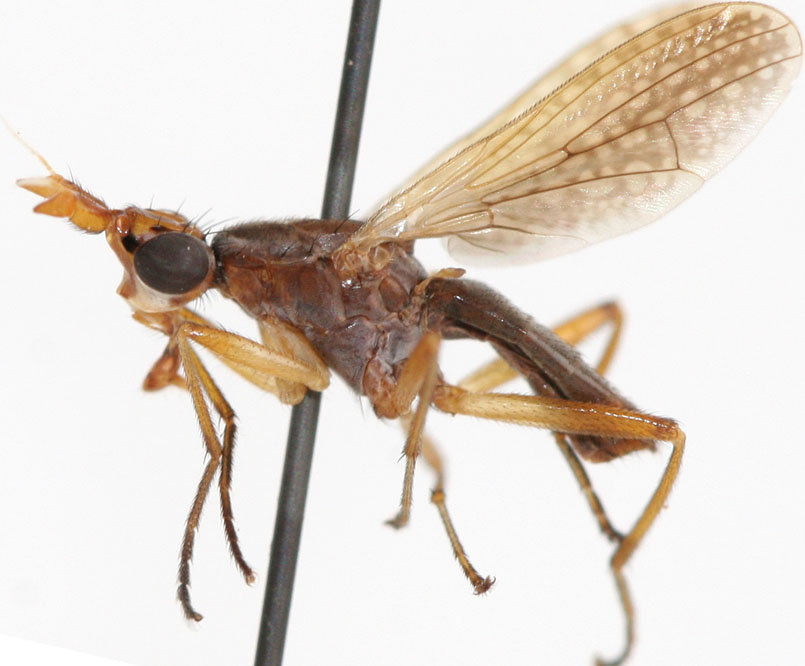 Sciomyzidae: Dichetophora kumadori (female) (1)
