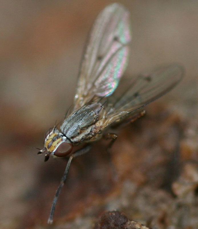 Sciomyzidae: Pherbellia cinerella (1)