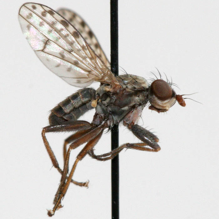 Sciomyzidae: Pherbellia schoenherri (male) (1)