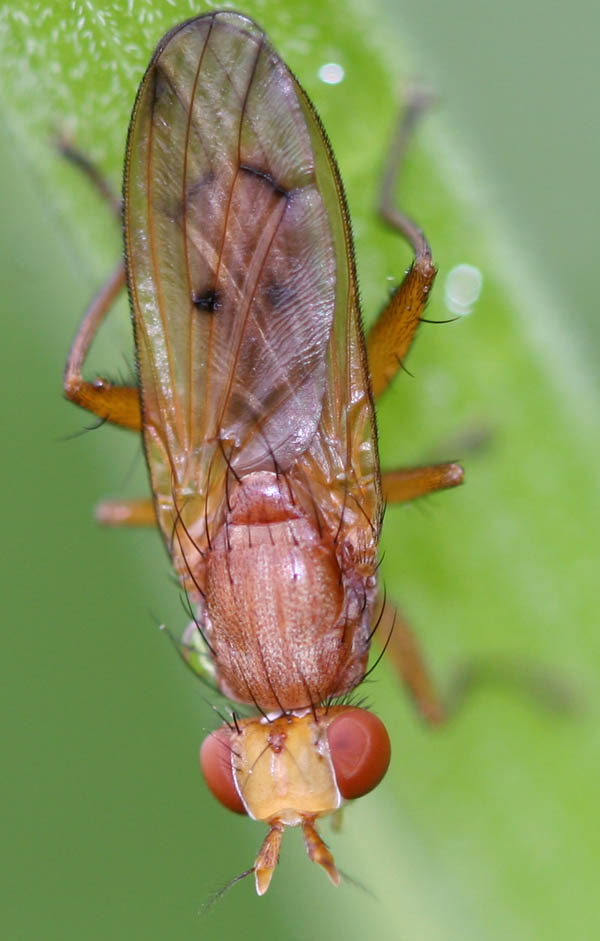 Sciomyzidae: Tetanocera arrogans (male) (1)