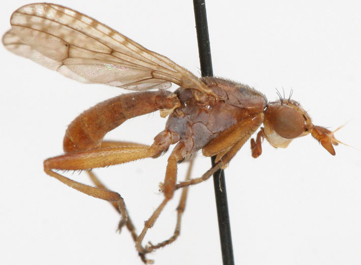 Sciomyzidae: Dichetophora obliterata (male) (1)
