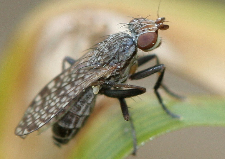Sciomyzidae: Pherbellia clathrata (female) (1)