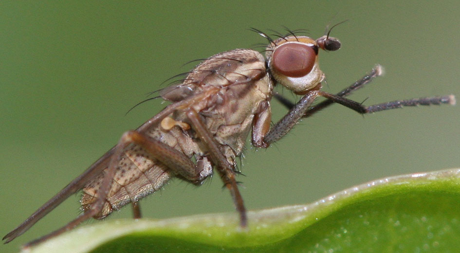 Sciomyzidae: Pherbellia cinerella (male) (3)