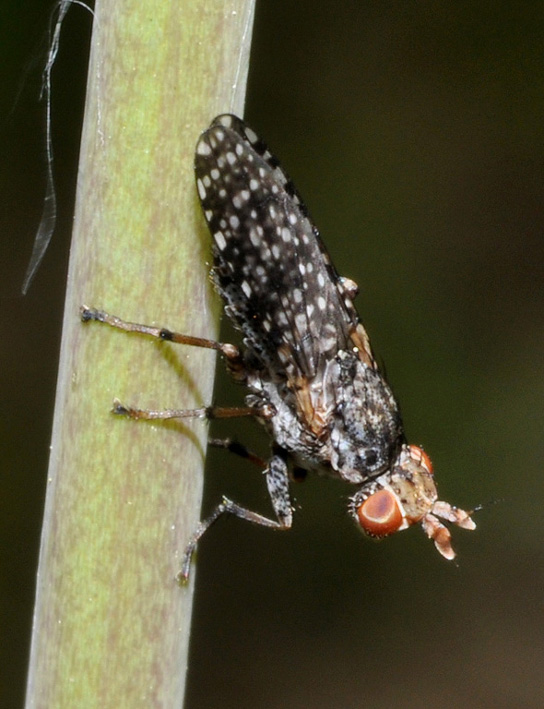 Sciomyzidae: Dictya umbrarum (female) (1)
