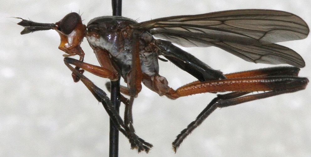 Sciomyzidae: Sepedomerus caeruleus (male) (1)