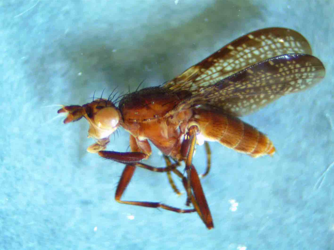 Sciomyzidae: Euthycera zelleri (female) (1)