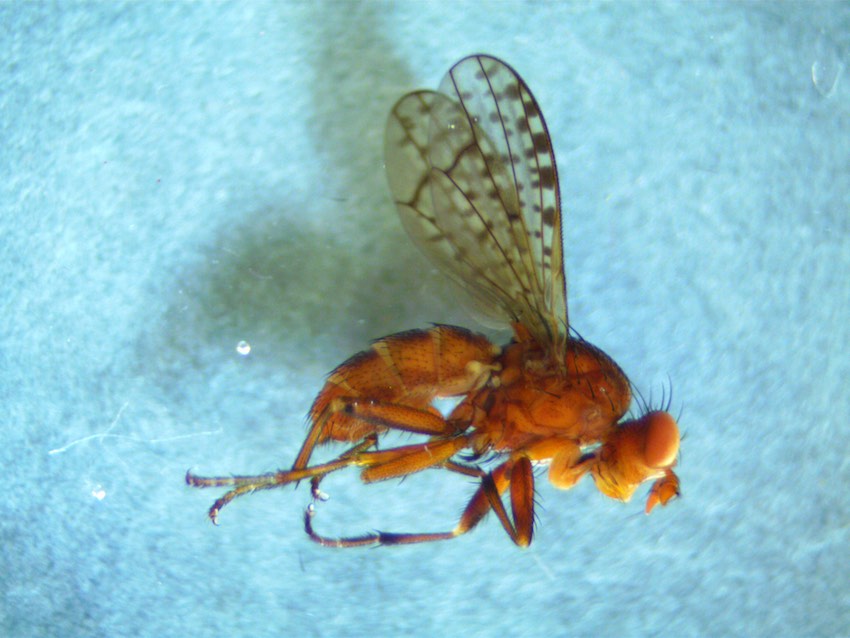 Sciomyzidae: Psacadina vittigera (female) (1)
