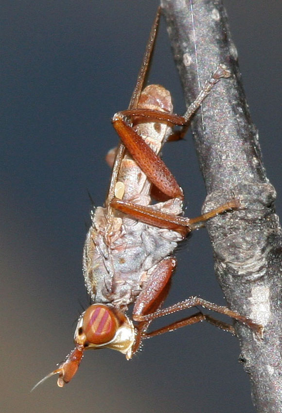 Sciomyzidae: Elgiva cucularia (male) (2)