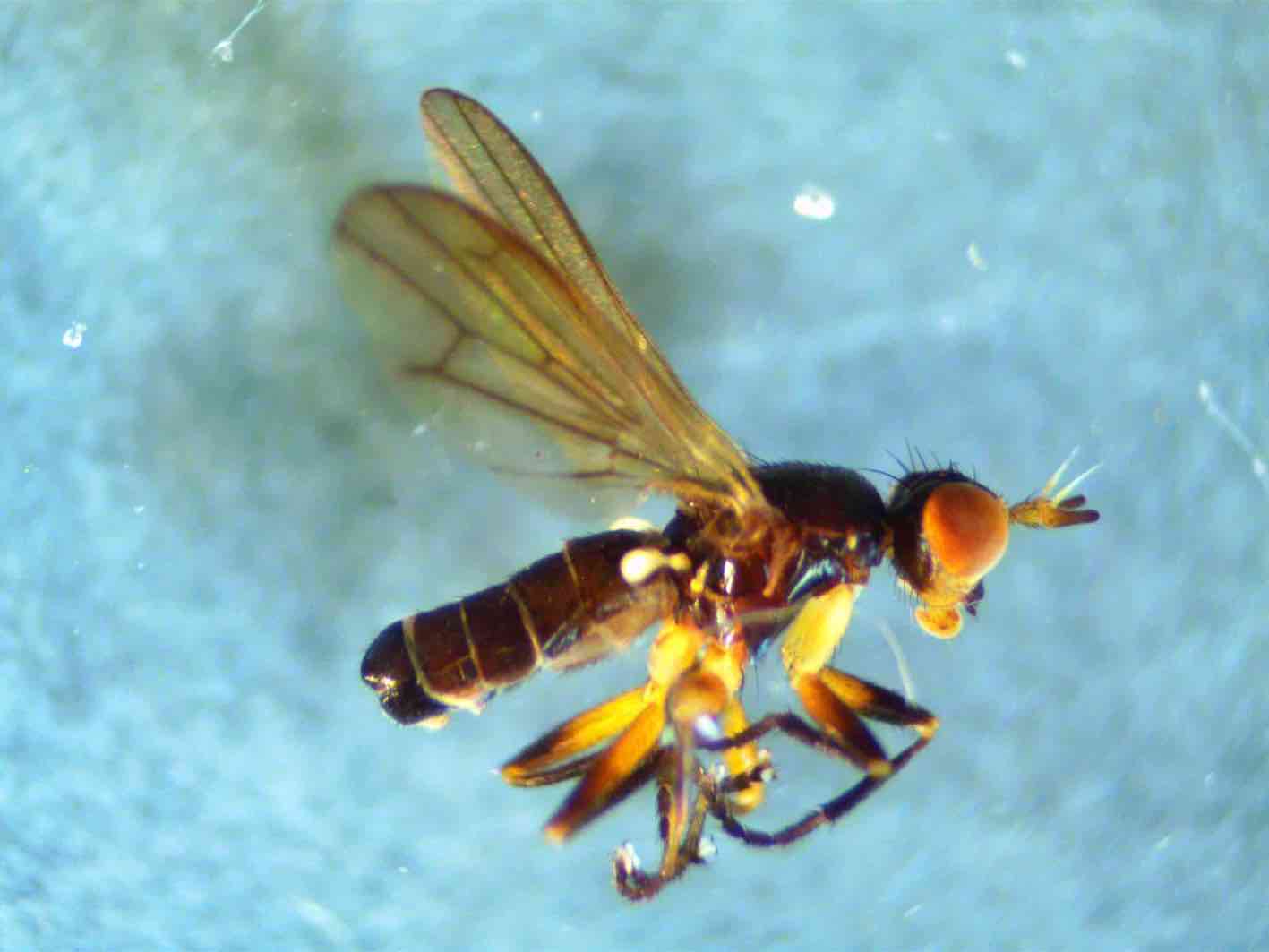 Sciomyzidae: Ectinocera borealis (male) (2)