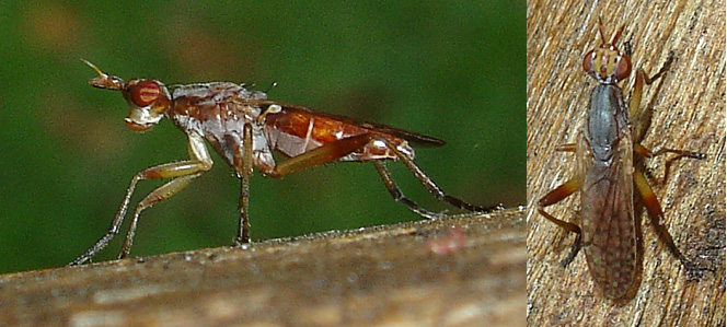 Sciomyzidae: Dichetophora obliterata (female) (2)