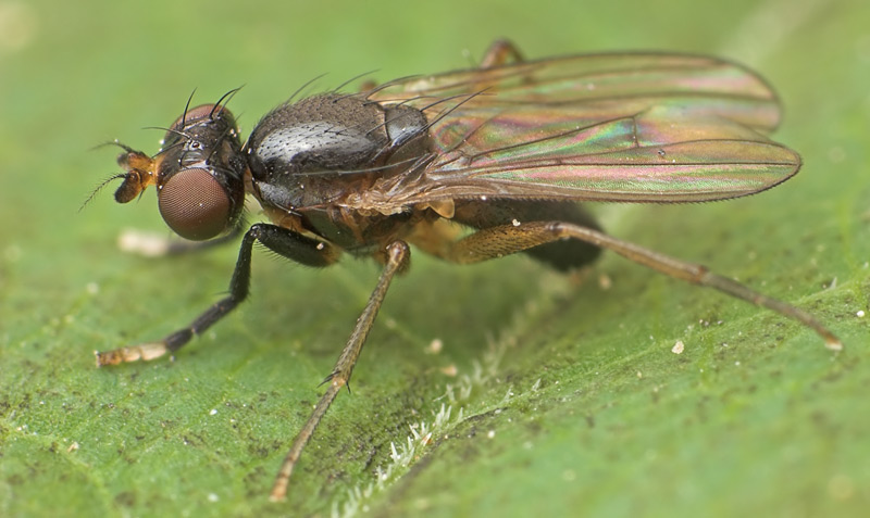 Sciomyzidae: Pteromicra glabricula (female) (3)