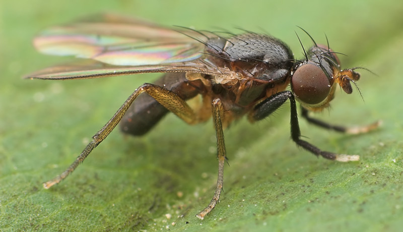 Sciomyzidae: Pteromicra glabricula (female) (4)