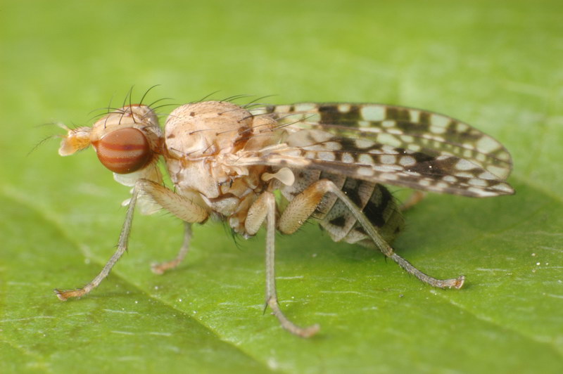 Sciomyzidae: Trypetoptera punctulata (1)