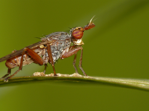 Sciomyzidae: Elgiva cucularia (1)