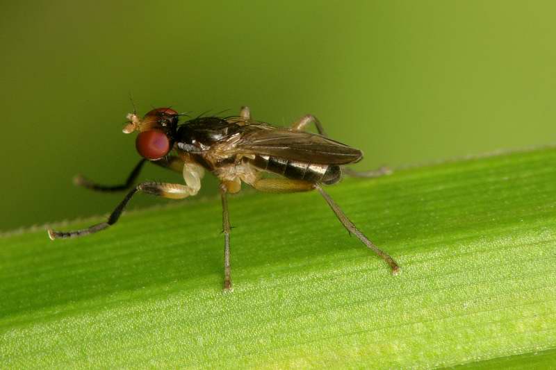 Sciomyzidae: Pteromicra angustipennis (male) (2)