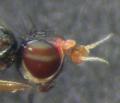 Tetanura pallidiventris (female) (3)