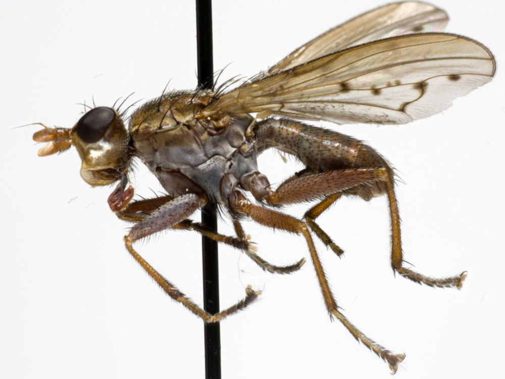 Sciomyzidae: Hydromya dorsalis (male) (1)