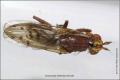 Hydromya dorsalis (female) (2)