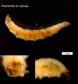 Pherbellia cf. obtusa (larva) (1)