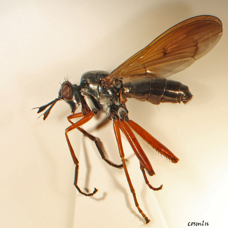 Sciomyzidae: Sepedon (Sepedon) sphegea (male) (2)