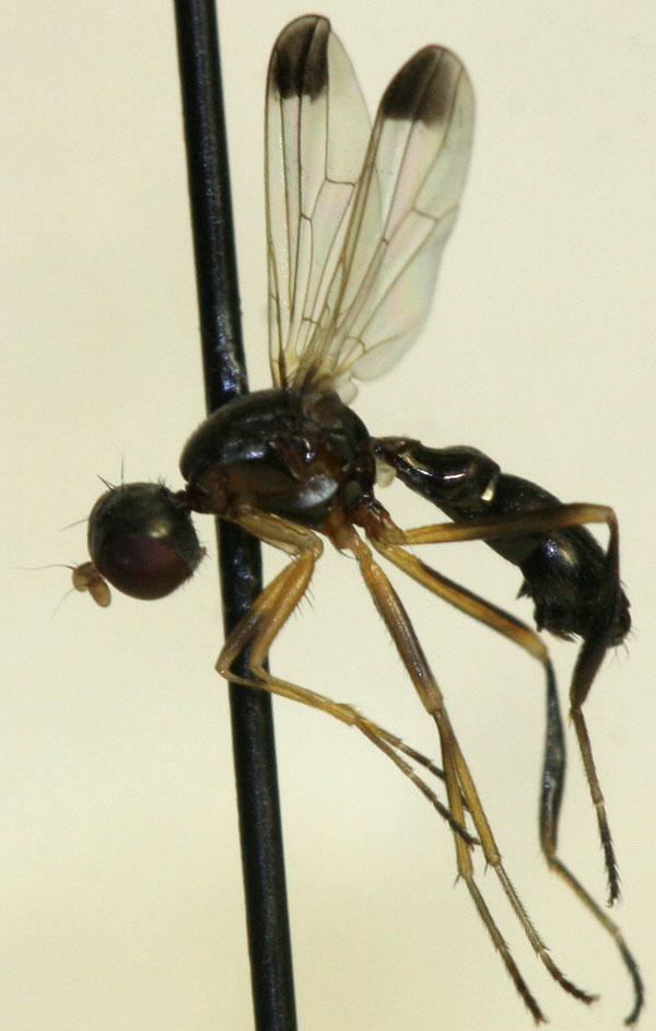 Sepsidae: Nemopoda mamaevi (male) (1)