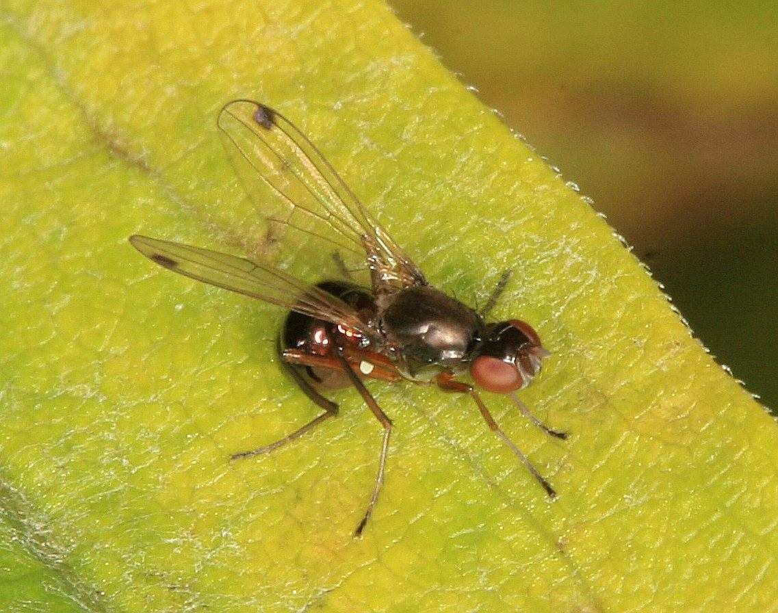 Sepsidae: Sepsis cf. punctum (female) (1)