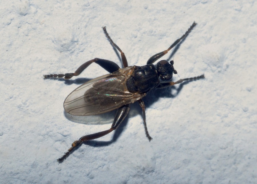 Sphaeroceridae: Sphaerocera curvipes (male) (1)