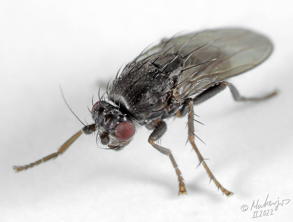 Sphaeroceridae: Leptocera caenosa (male) (2)