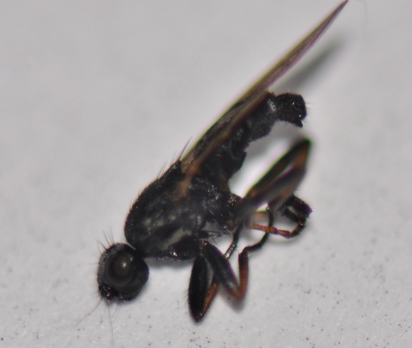 Sphaeroceridae: Copromyza stercoraria (male) (2)