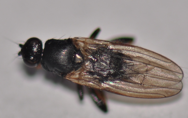 Sphaeroceridae: Copromyza stercoraria (male) (3)