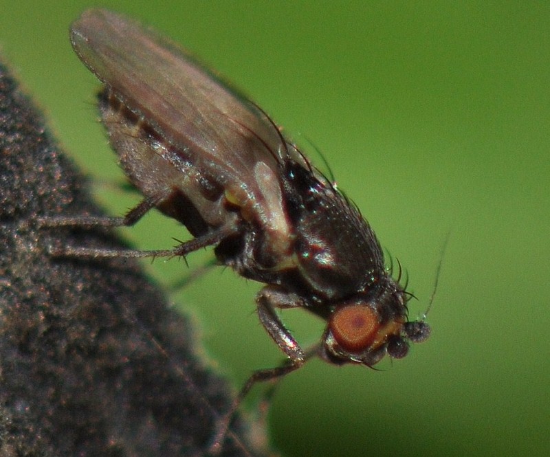 Sphaeroceridae: Chaetopodella scutellaris (female) (4)