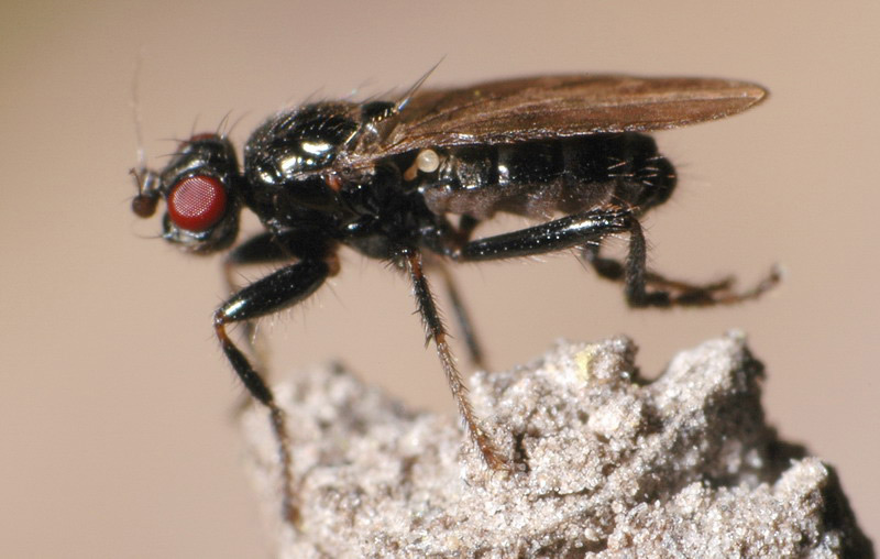 Sphaeroceridae: Crumomyia cf. fimetaria (male) (1)