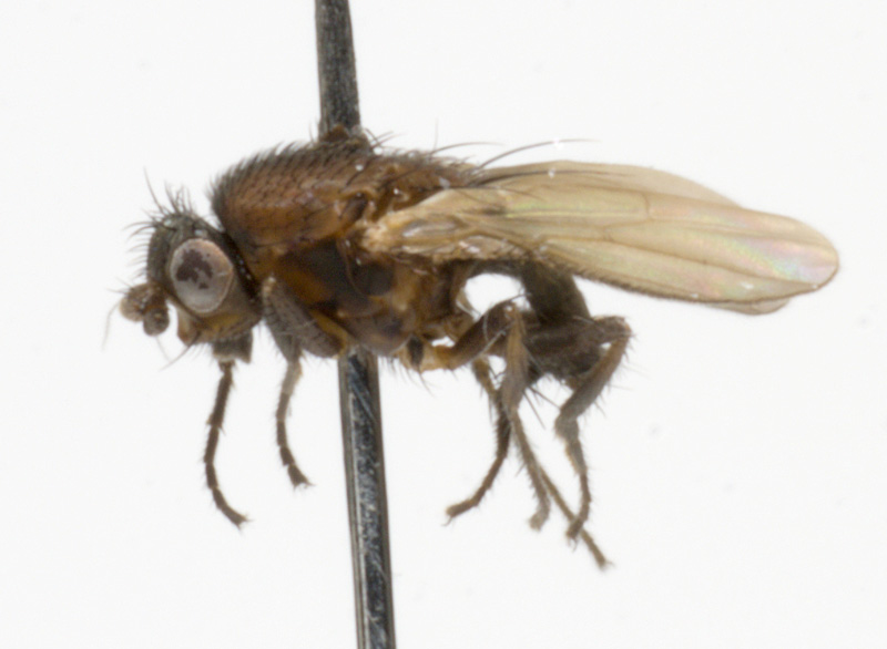 Sphaeroceridae: Coproica ferruginata (1)