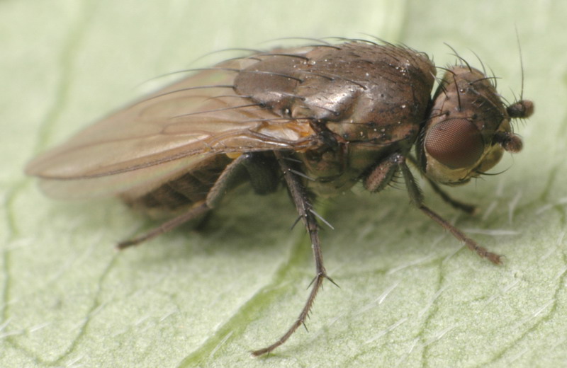 Sphaeroceridae: Rachispoda lutosa (female) (2)