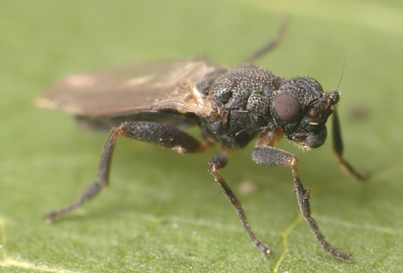 Sphaeroceridae: Ischiolepta cf. pusilla (1)