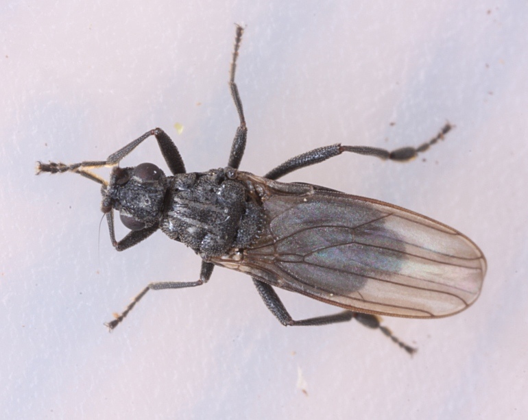 Sphaeroceridae: Ischiolepta crenata (female) (1)