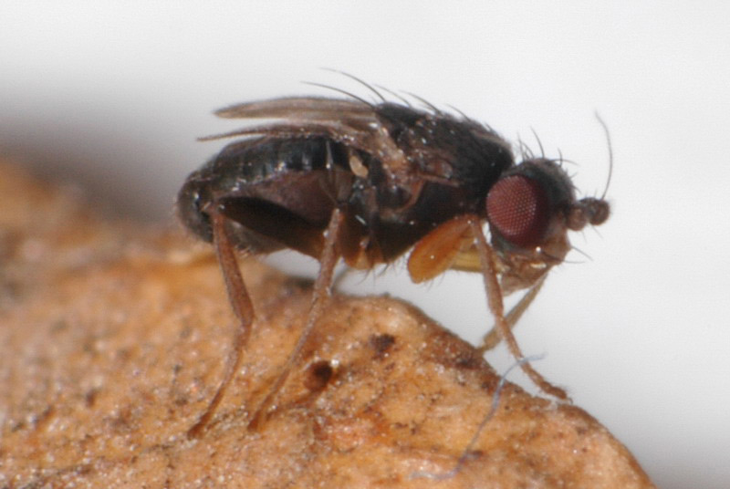 Sphaeroceridae: Pullimosina meijerei (male) (1)