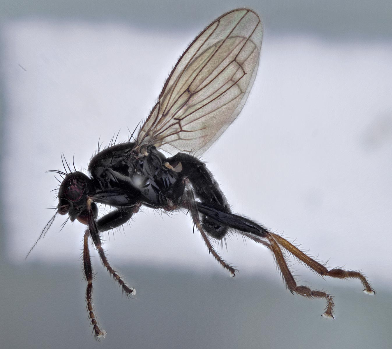 Sphaeroceridae: Crumomyia roserii (male) (1)