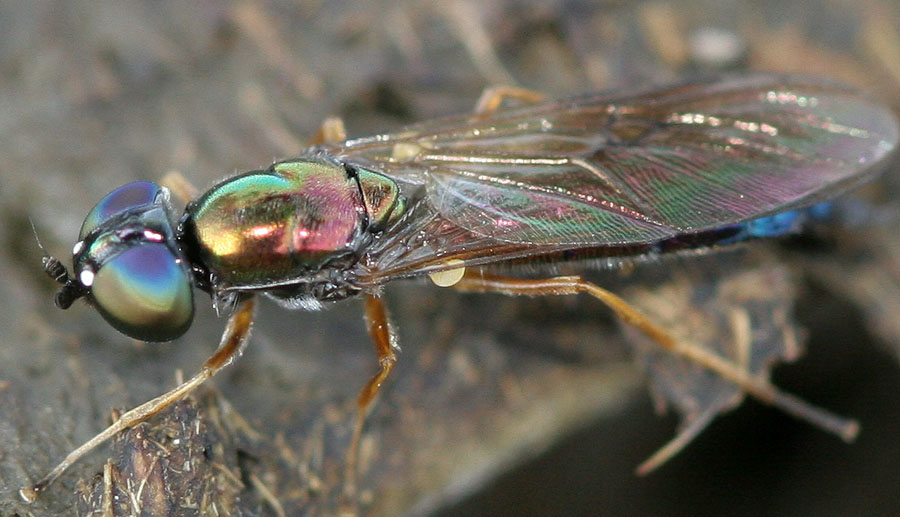 Stratiomyidae: Sargus flavipes (female) (2)