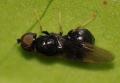 Pachygaster atra (male) (1)