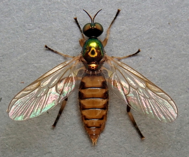 Stratiomyidae: Chorisops nagatomii (female) (1)