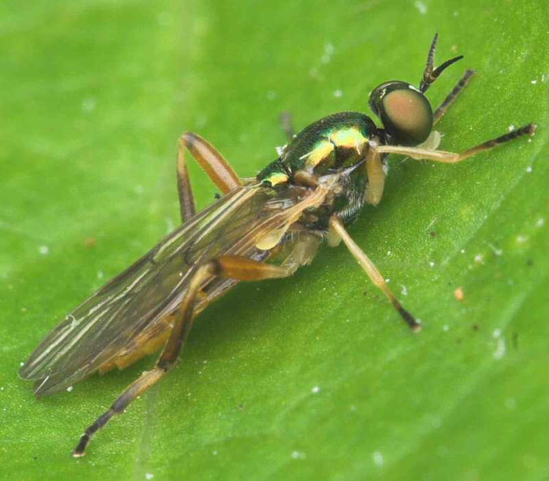Stratiomyidae: Chorisops tibialis (female) (4)