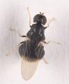 Pachygaster atra (female) (2)